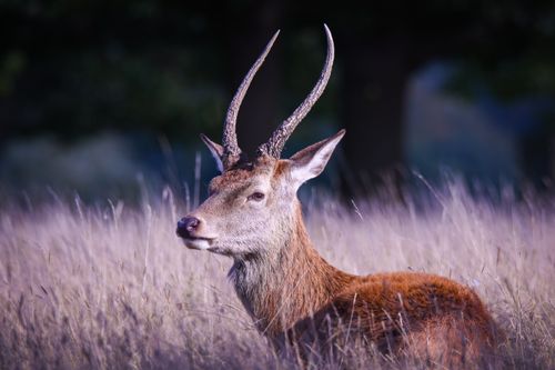 Free A majestic red deer with antlers rests in a sunlit meadow in England. Stock Photo