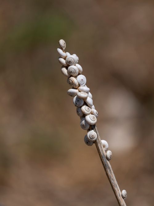 Free Close-up of multiple snails clustered on a dried plant branch in a natural outdoor setting. Stock Photo