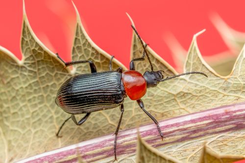 Free Close-up macro image of a red-shouldered beetle on a spiky leaf, perfect for nature enthusiasts. Stock Photo