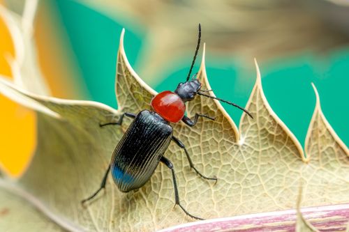 Free Close-up view of a red-headed beetle on a leaf with intricate textures, showcasing nature's beauty. Stock Photo
