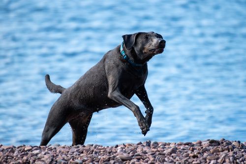 Free A fun-loving black Labrador retriever joyfully frolicking near a waterbody on a pebble beach. Stock Photo