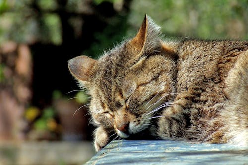 Free Brown Tabby Sleeping on Black Surface Outdoor Stock Photo