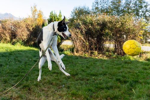 Free Energetic dog leaps outdoors to catch a yellow ball in the sunny garden. Stock Photo