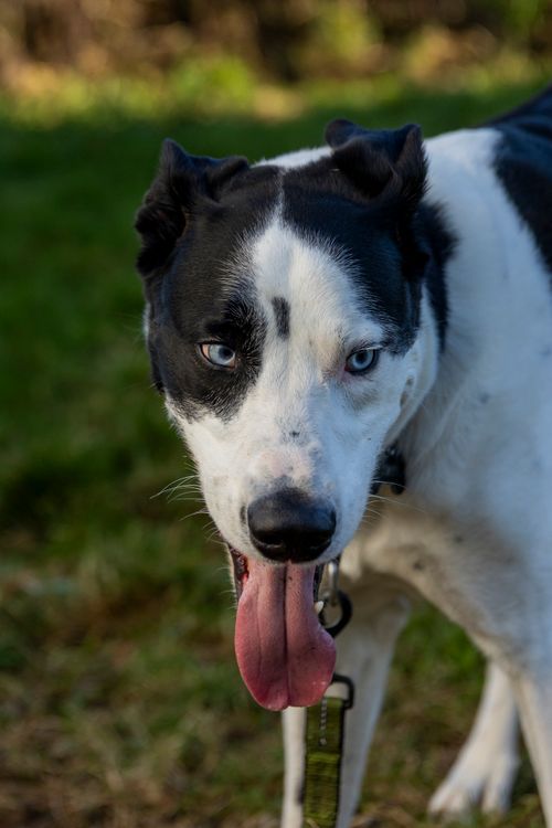 Free Close-up of a black and white dog with blue eyes standing on grass. Stock Photo