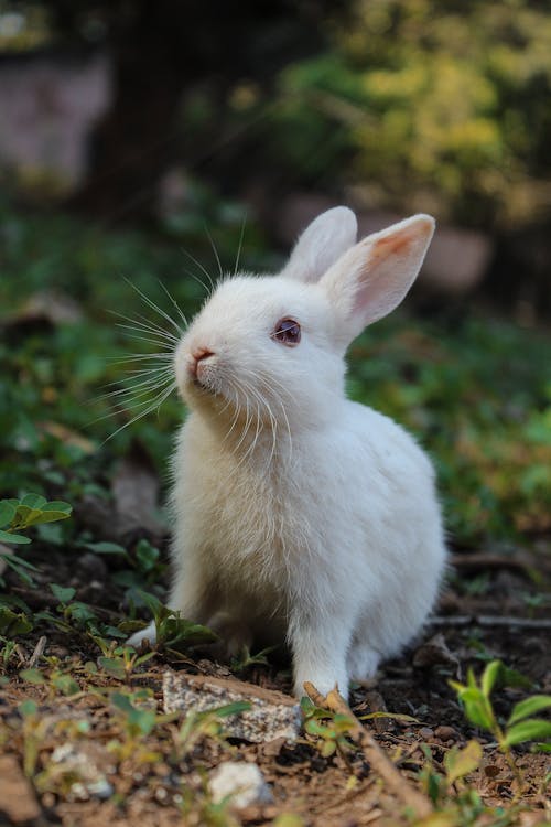 бесплатная Белый кролик на зеленой траве Стоковое фото