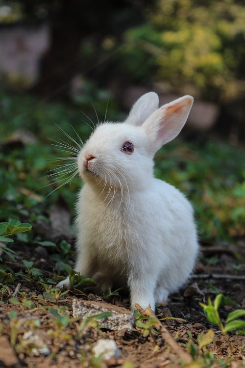 Weißes Kaninchen Auf Grünem Gras