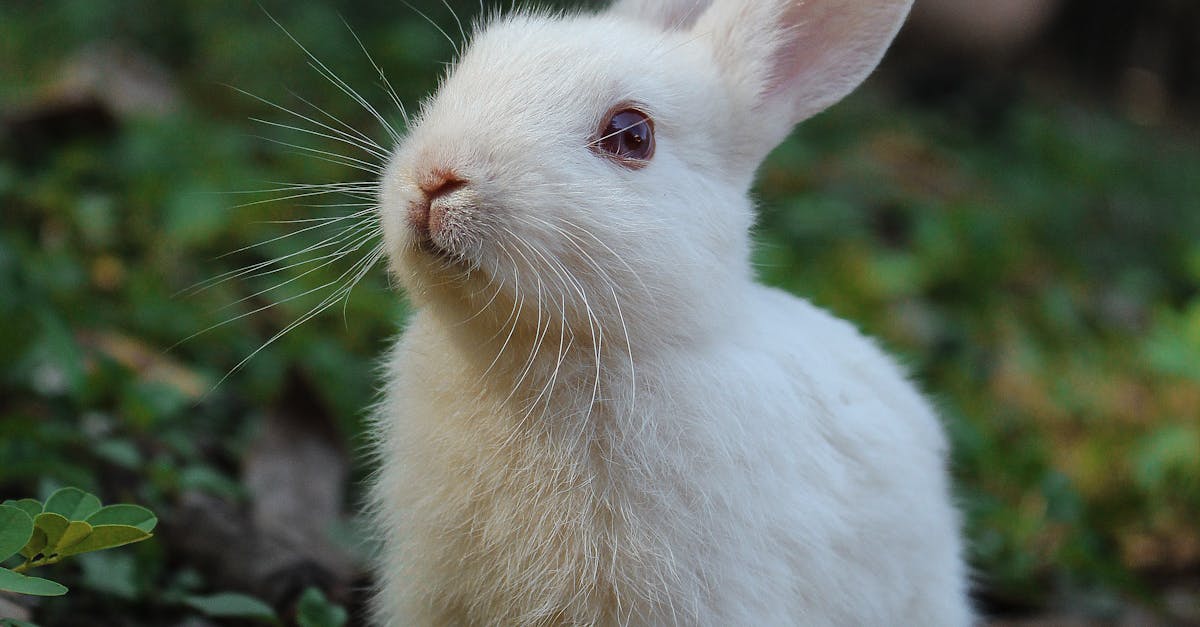 Conejo blanco en la hierba verde.
