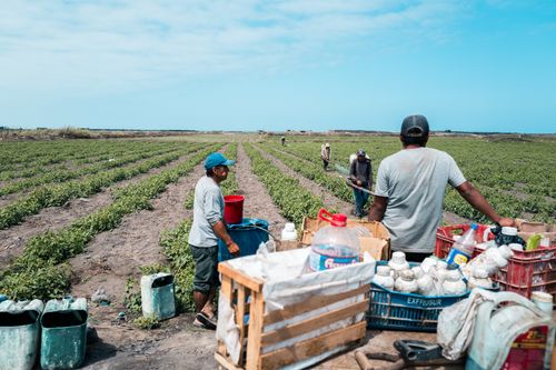 Free Workers tending crops in Huanchaco, Peru under a bright summer sky. Stock Photo