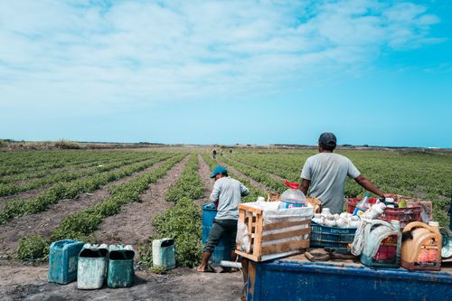 Free Farmers working in a verdant field under a clear blue sky in Huanchaco, Peru. Stock Photo