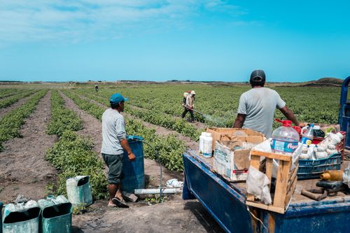 Free Farmers tending crops in the fields of Huanchaco, Peru on a sunny day. Stock Photo