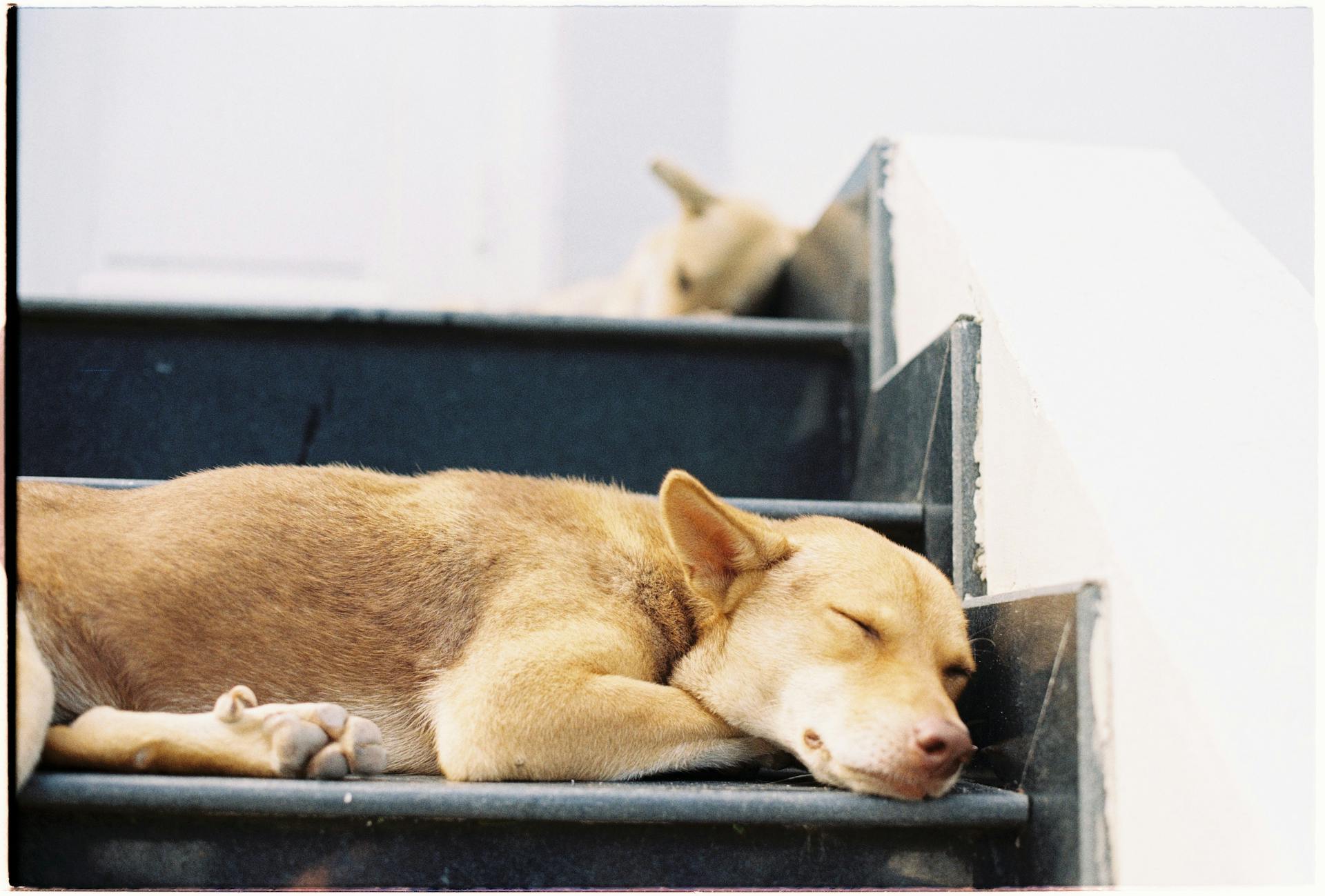 Puppy Sleeping on Step