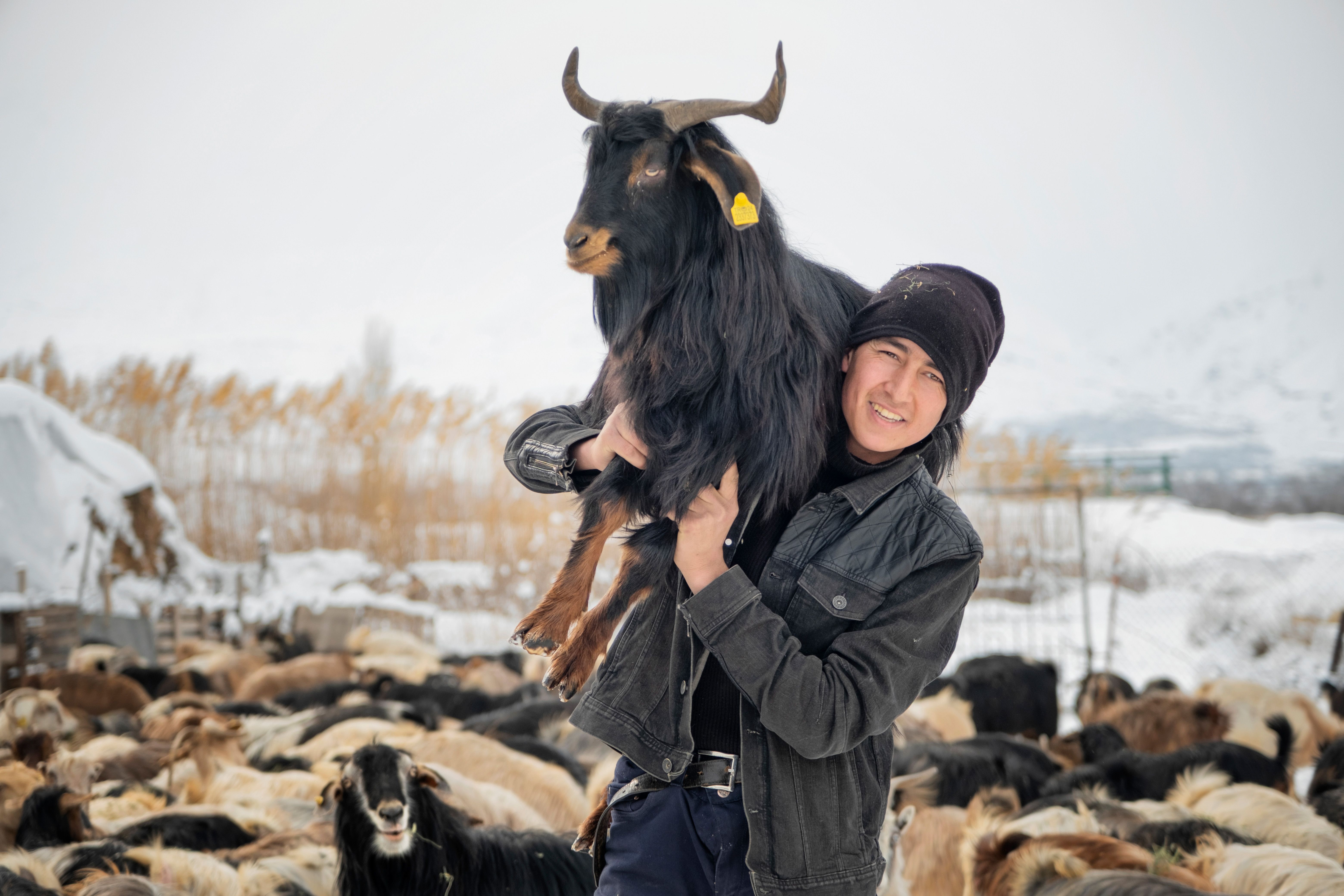Raising Goats