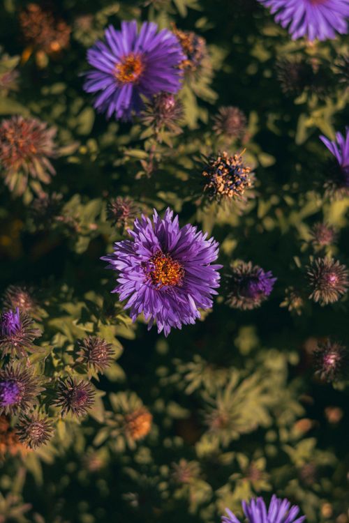 Free Beautiful close-up of vibrant purple Aster flowers in a sunlit garden. Perfect for nature and botanical themes. Stock Photo