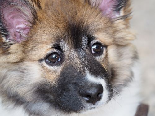 Free Close-up of an adorable fluffy puppy with soulful eyes and a soft, furry coat. Stock Photo