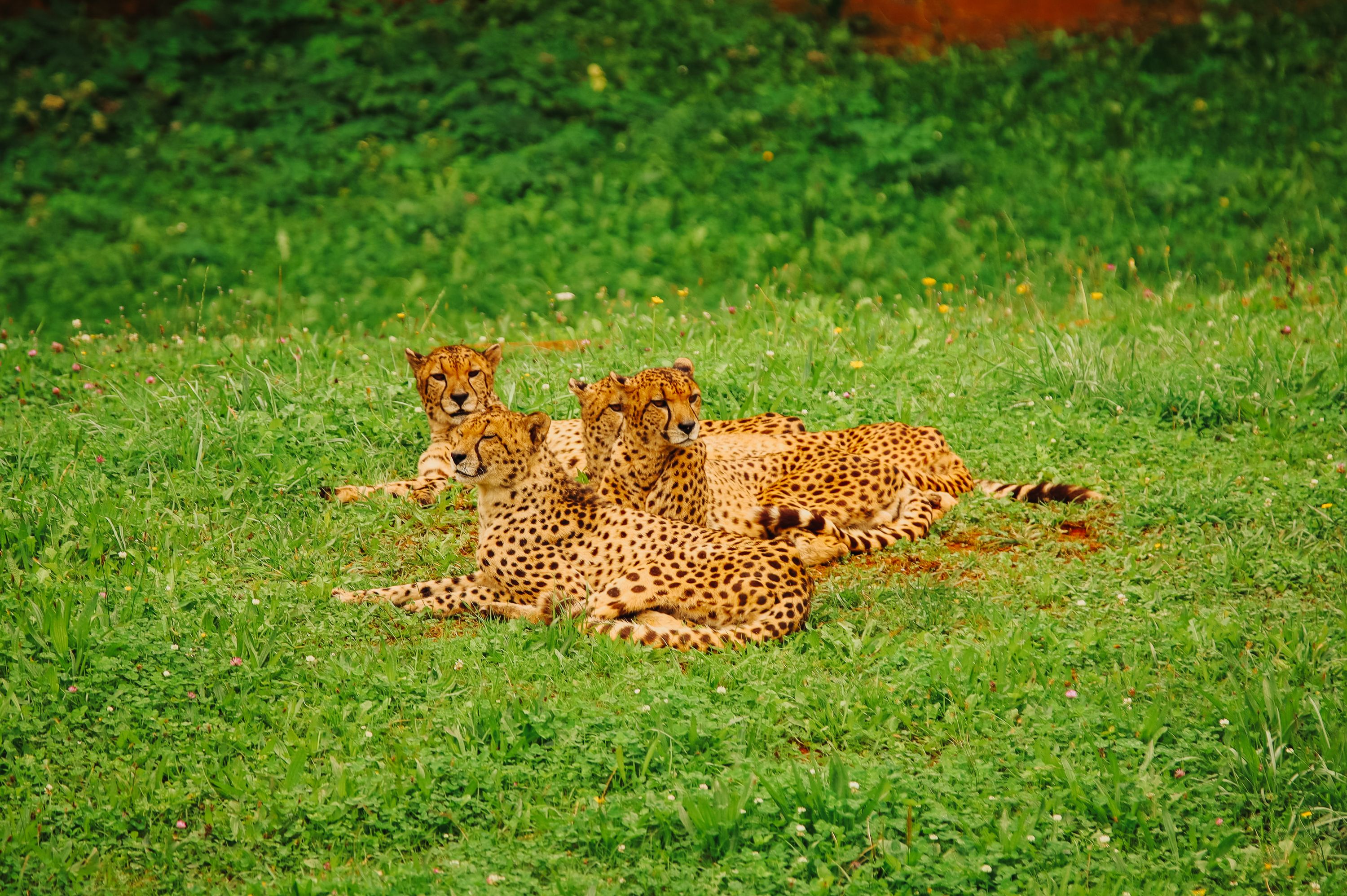 African wildlife safari landscape