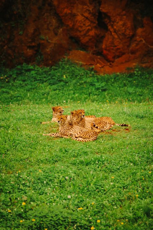 Free stock photo of animal, cabárceno, cantabria Stock Photo