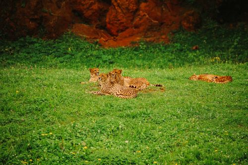 Free Group of cheetahs relaxing on a lush grassy field, showcasing natural beauty in Cantabria. Stock Photo