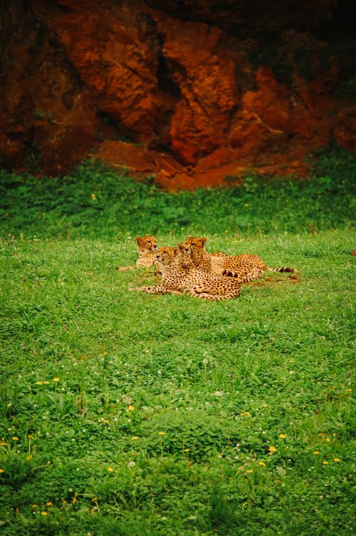 Free stock photo of animal, cabárceno, cantabria Stock Photo