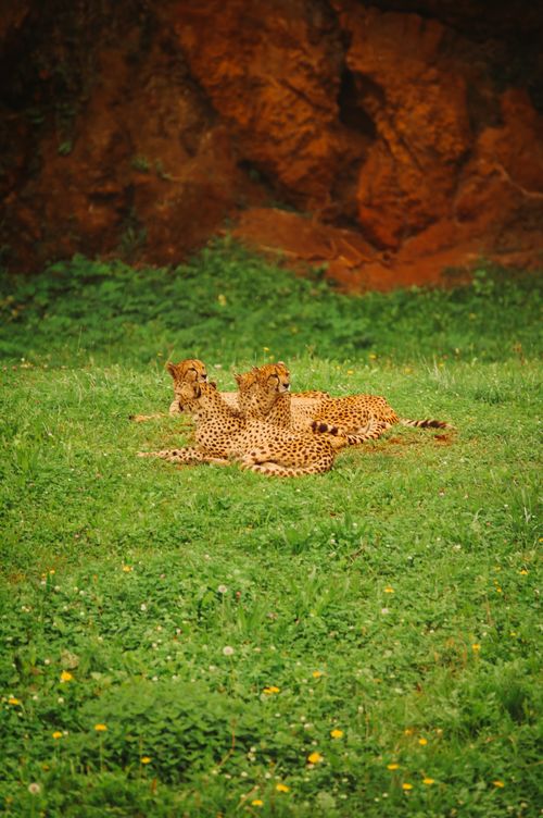 Free Three cheetahs lounging on grass in Cantabria, Spain, showcasing wildlife's beauty. Stock Photo