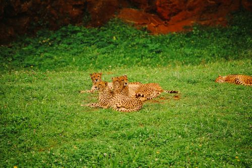 Free stock photo of animal, cabárceno, cantabria Stock Photo