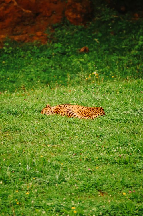 Free stock photo of animal, cabárceno, cantabria Stock Photo