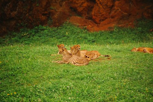 Free stock photo of animal, cabárceno, cantabria Stock Photo
