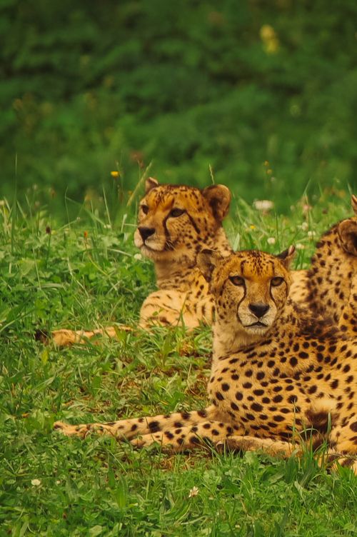 Free stock photo of animal, cabárceno, cantabria Stock Photo