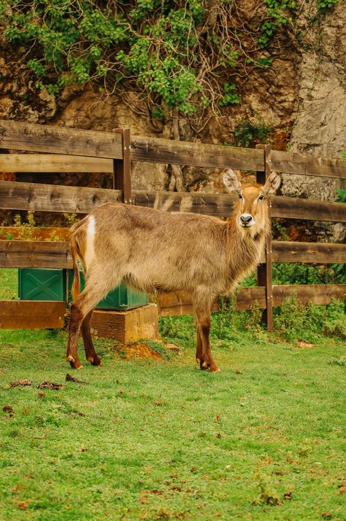 Free A waterbuck stands in a zoo enclosure in Cantabria, showcasing its natural habitat. Stock Photo
