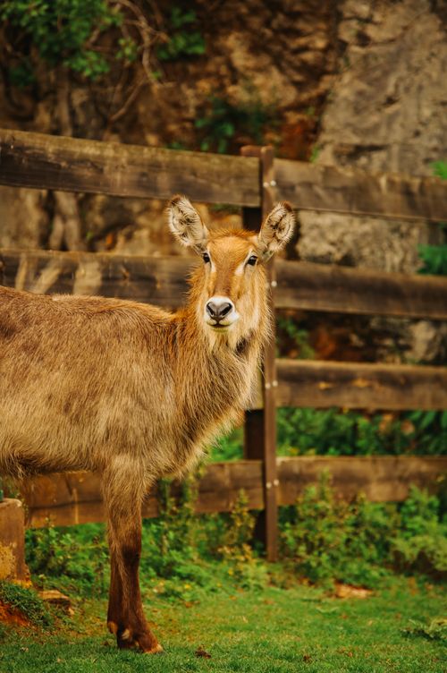Free A stunning waterbuck standing alert in its natural habitat at Cantabria Zoo, Spain. Stock Photo