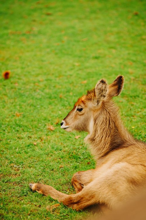 Free A young waterbuck lying on a green lawn in a zoo, showcasing its natural habitat. Stock Photo
