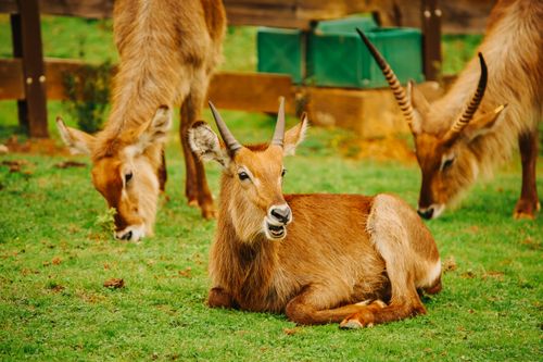 Free Three waterbucks relaxing and grazing in the lush outdoors of Cabárceno Park in Cantabria. Stock Photo