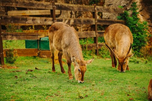 Free Two waterbucks grazing in a fenced area at Cantabria zoo, depicting natural habitat. Stock Photo