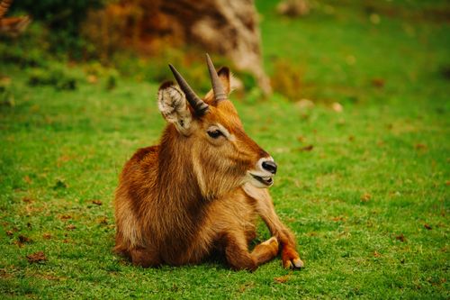 Free Waterbuck lying peacefully on a grassy field in Cantabria, Spain, captured in a vivid close-up shot. Stock Photo