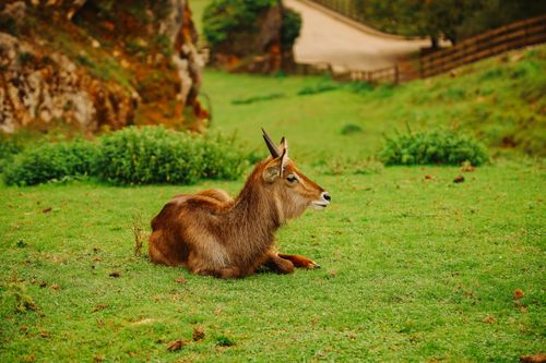 Free A serene waterbuck lounging on a verdant field in Cantabria's picturesque landscape. Stock Photo