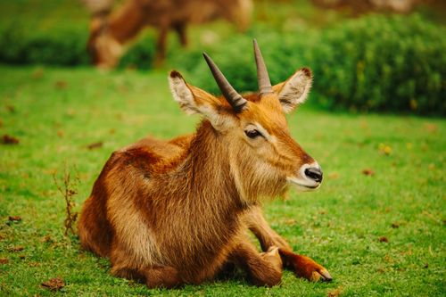 Free A serene portrait of a waterbuck resting on lush green grass in La Penilla, Cantabria. Stock Photo