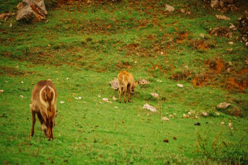 Free stock photo of animal, bokeh, cabárceno Stock Photo