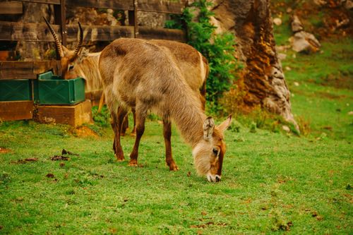 Free Two waterbucks feeding on grass in La Penilla, a natural setting in Cantabria. Stock Photo