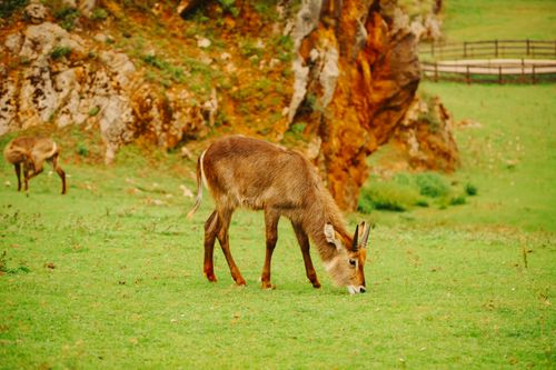 Free A serene waterbuck grazing in the lush landscape of Cantabria, Spain's La Penilla. Stock Photo