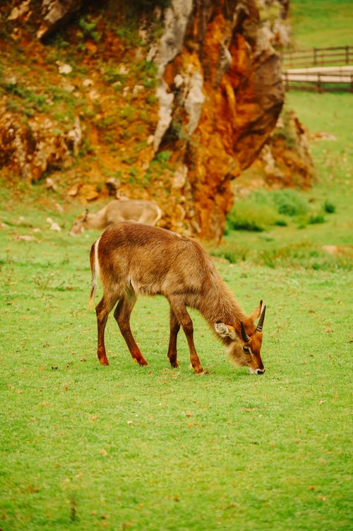 Free Young waterbuck grazing in a scenic Cantabrian field, showcasing natural beauty and wildlife. Stock Photo