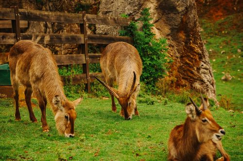 Free stock photo of animal, bokeh, cabárceno Stock Photo