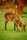 wildlife photography