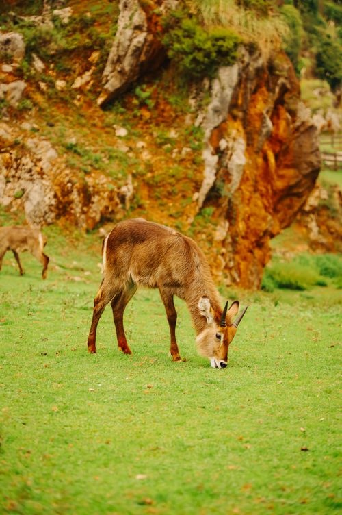 Free stock photo of animal, bokeh, cabárceno Stock Photo
