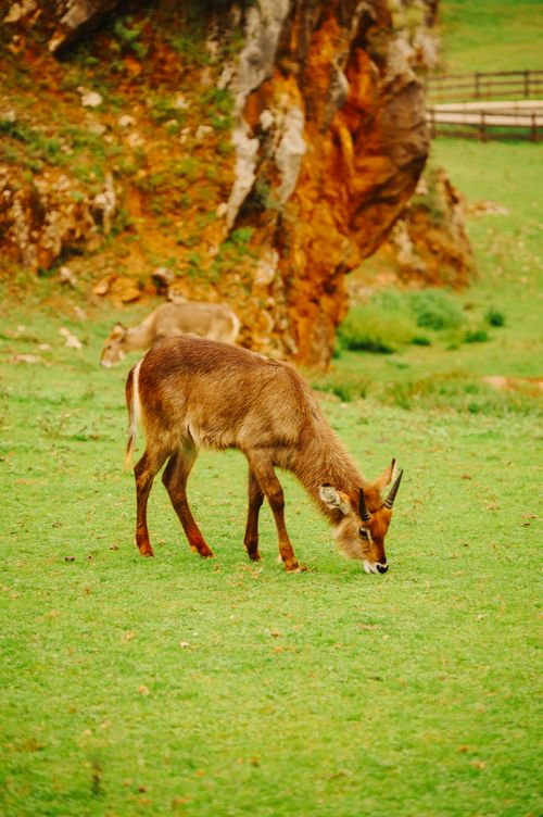 Free A waterbuck grazes peacefully in the lush landscape of Cabárceno, Cantabria, España. Stock Photo