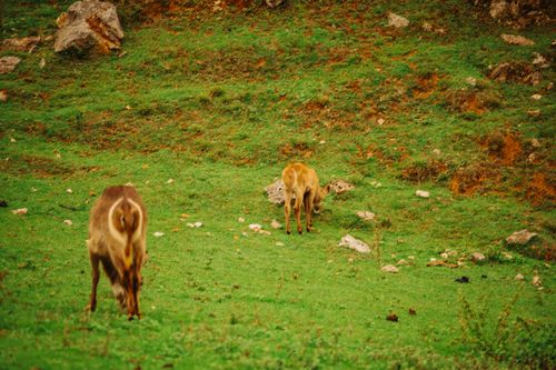 Free stock photo of animal, bokeh, cabárceno Stock Photo