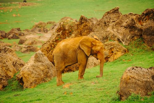 Free African elephant walking among rocks in a green, lush landscape. Natural habitat imagery. Stock Photo