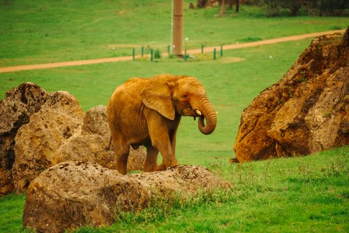 Free A majestic African elephant wandering amidst rocks in Cantabria, Spain. Stock Photo