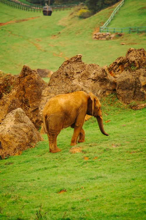 Free Free-roaming African elephant in a spacious, rocky terrain at a safari park. Stock Photo