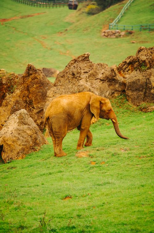 Free A solitary African elephant grazing in a grassy, rocky landscape at a zoo. Stock Photo