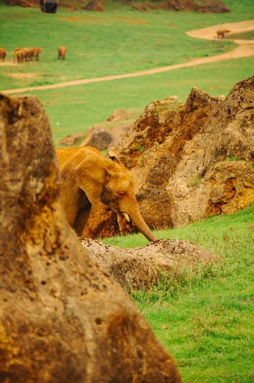 Free An elephant grazes among rocks and greenery in Cabárceno Natural Park, Cantabria. Stock Photo
