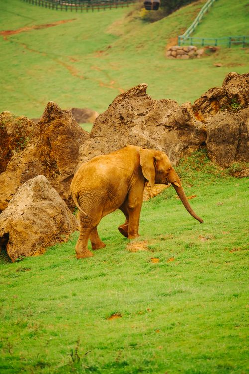 Free An African elephant walks across a grassy enclosure surrounded by rocks. Stock Photo